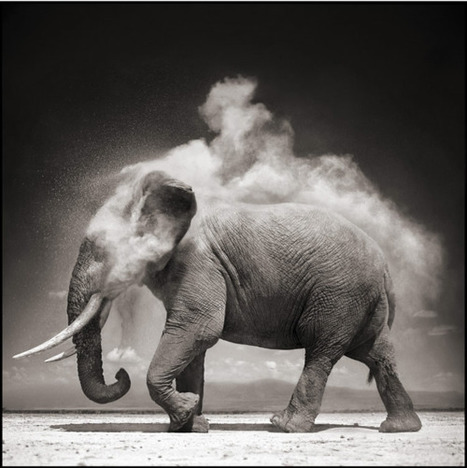 Nick Brandt : Photography | Design, Science and Technology | Scoop.it