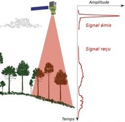 Plonger au cœur de la forêt par télédétection laser | Télédétection veille IST INRAE & AgroParisTech | Scoop.it