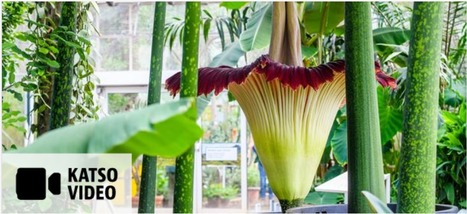 Arum Titania - Maailman suurin kukka puhkesi vuosien tauon j&auml;lkeen | 1Uutiset - Lukemisen t&auml;hden | Scoop.it