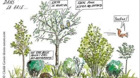 Objectif biodiversité pour les Haie-Donneurs | Build Green, pour un habitat écologique | Scoop.it