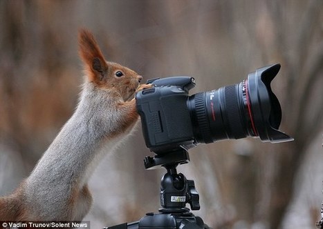 Photographer Vadim Trunov captures red squirrel in photo shoot | Trending in Uganda | Scoop.it