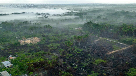 La destruction des forêts tropicales n’a jamais été aussi importante dans le monde | ITERG Environnement et Eco-industries | Scoop.it