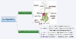 carte mentale sur la digestion | Cartes mentales | Scoop.it