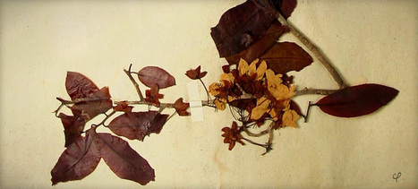 Les herbonautes | HORTICULTURE | Scoop.it