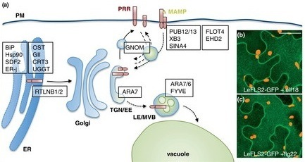 Current Opinion Plant Biol: The INs and OUTs of pattern recognition receptors at the cell surface (2012) | Plants and Microbes | Scoop.it