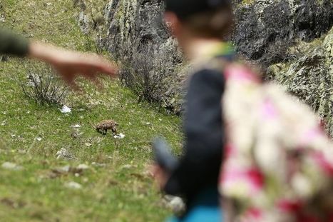 Dans le parc du Mercantour, les bouquetins jouent à saute-frontières - Libération | Biodiversité | Scoop.it