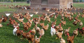 Viandes blanches : des enjeux &eacute;conomiques, sanitaires et alimentaires | SCIENCES DE L' ANIMAL | Scoop.it