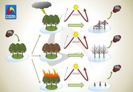 Réchauffement climatique : l'albédo compense la déforestation | Biodiversité - @ZEHUB on Twitter | Scoop.it