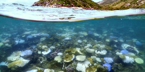 Grande Barrière de corail : la température de l'eau à son plus haut depuis 400 ans, selon une étude | Biodiversité | Scoop.it