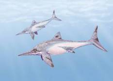 Non, les ichthyosaures n'ont pas été décimés à la fin du Jurassique | Aux origines | Scoop.it