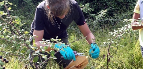 En France, la bactérie Xylella progresse | Les Colocs du jardin | Scoop.it