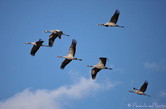 Grue cendrée (Grus grus), Common Crane | Camargue Nature | Scoop.it