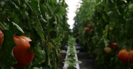 Agriculture urbaine : ils lancent un cours gratuit et en ligne | ESPACES VEGETALISES URBAINS | Scoop.it
