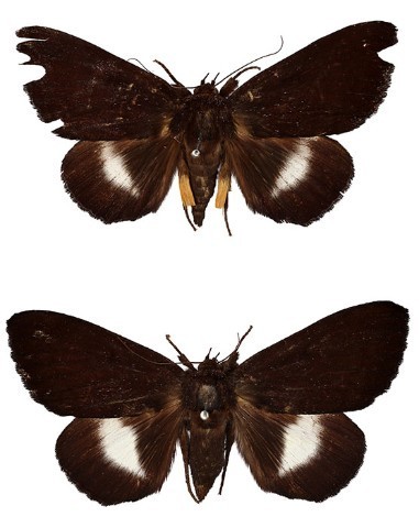 Les scientifiques du Mus&eacute;um d'histoire naturelle de Londres ont d&eacute;crit 552 nouvelles esp&egrave;ces en 2021 #2 | EntomoNews | Scoop.it