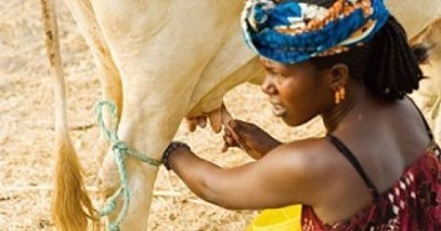 Environ 226,5 millions de litres de lait produits au Sénégal en 2015 | Lait de Normandie... et d'ailleurs | Scoop.it