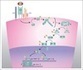 The role of T cells in systemic lupus erythematosus: an update : Current Opinion in Rheumatology | AUTOIMMUNITY | Scoop.it