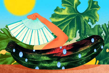 « Le changement climatique vu par mes courgettes » | Les Colocs du jardin | Scoop.it