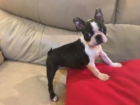 boston bull terrier rescue