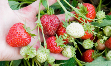 Strawberries and Health: The Hidden Risks When Mixed With Medications  | Online Marketing Tools | Scoop.it