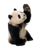 Why Google Panda Slaps Quality Sites | Google Penalty World | Scoop.it