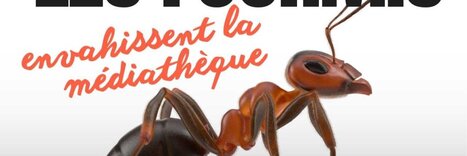 Fourmilière géante - Fête de la science | Ville de Carcassonne | Variétés entomologiques | Scoop.it