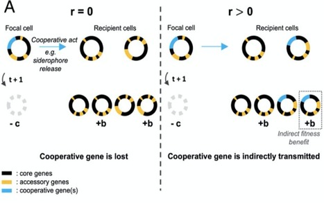 Kin selection explains the evolution of coopera...