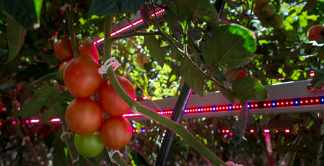 Astredhor : Inventaire bibliographique sur les leds en horticulture - | HORTICULTURE | Scoop.it