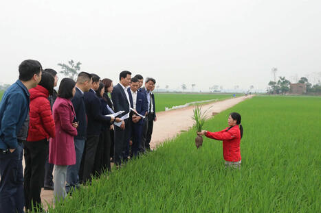 VIETNAM: Hanoi Strives for 80% of Rice Area to Apply SRI | SRI Global News: Nov. 2024 - Jan. 2025  *SRI-Rice  --     System of Rice Intensification | Scoop.it