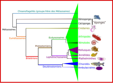 Les grandes lignes de la classification phylogénétique des Métazoaires | EntomoScience | Scoop.it