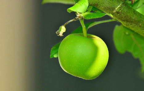 Vague de gel : Est-ce qu’il y aura des pommes à la rentrée prochaine ? | Biodiversité - @ZEHUB on Twitter | Scoop.it