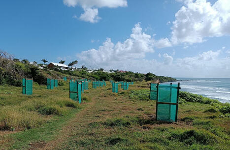 À Sainte-Anne les solutions fondées sur la nature font reculer l’érosion des côtes | Environnement : Politiques Publiques et Stratégie | Scoop.it