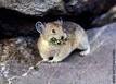 The Tiny Creature :Pikas" Can Run But Not Hide From Climate Change | CLIMATE CHANGE WILL IMPACT US ALL | Scoop.it