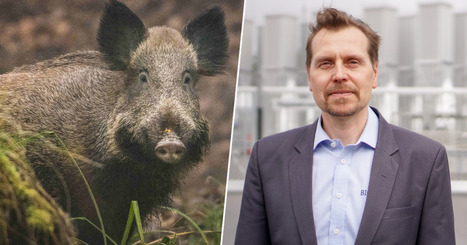 Viltexpert efter utbrottet av afrikansk svinpest: &rdquo;En av de s&auml;msta nyheterna p&aring; l&auml;nge&rdquo; | &Ouml;sterbotten | A1Uutiset | Scoop.it