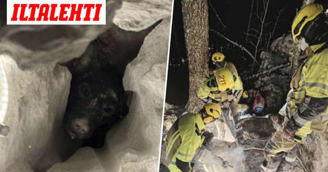 Jarru-koira putosi kallion koloon &ndash; 54 tunnin pelastusoperaatio | 1Uutiset - Lukemisen t&auml;hden | Scoop.it