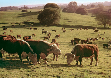 'Grass-Fed' Beef Is a Scam and a Few Other Things You Need to Know About Your Meat -Esquire | Modernist Cuisine | Scoop.it