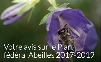 Belgique. Plan fédéral Abeilles 2017-2019 | Variétés entomologiques | Scoop.it