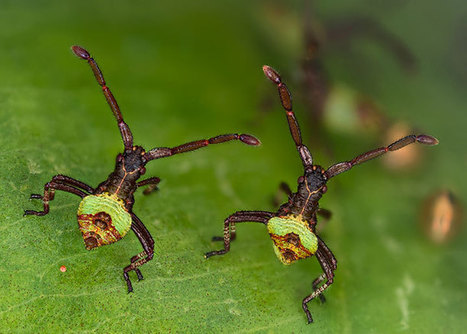 Les 10 incroyables photographies sur le monde microscopique ayant gagné le concours Olympus BioScapes | Variétés entomologiques | Scoop.it