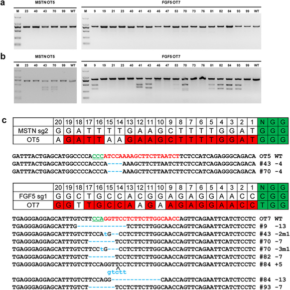 Generation of gene-modified goats targeting MST...
