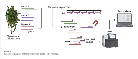 Original Paper in Front Microbiol • Pérez-López Collaboration 2022 • Multilocus sequence typing of diverse phytoplasmas using hybridization probe-based sequence capture provides high resolution str... | Collaborations | Scoop.it