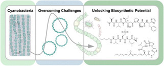 Green genes from blue greens: challenges and solutions to unlocking the potential of cyanobacteria in drug discovery - Npr | RMH | Scoop.it