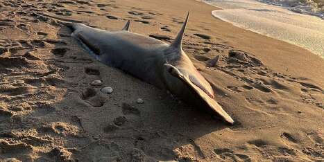 Rare great hammerhead shark washes ashore on North Carolina beach | Industry 411 - Waste Management | Scoop.it