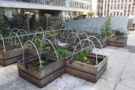À la rencontre des petites bêtes des toitures végétalisées | ESPACES VEGETALISES URBAINS | Scoop.it