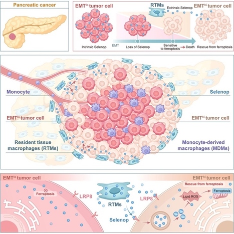 Les macrophages r&eacute;sidents du pancr&eacute;as aident les cellules canc&eacute;reuses &agrave; &eacute;chapper &agrave; la mort cellulaire | Life Sciences Universit&eacute; Paris-Saclay | Scoop.it