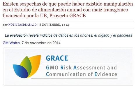 DENUNCIAN manipulación en Estudio de Alimentación Animal con Maíz Transgénico financiado por la UE, Proyecto GRACE | PIENSA en VERDE | Scoop.it