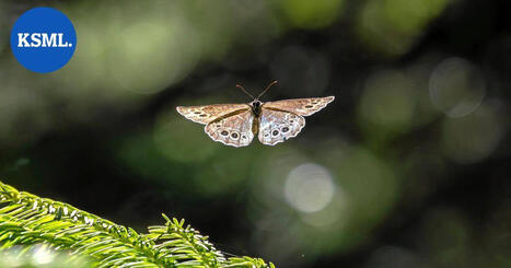 Luonto kuvaan | Useimmat luontokuvat perhosista ja korennoista syntyv&auml;t tilanteissa, joita ei voi ennakoida tarkasti etuk&auml;teen | Teemat | 1Uutiset - Lukemisen t&auml;hden | Scoop.it