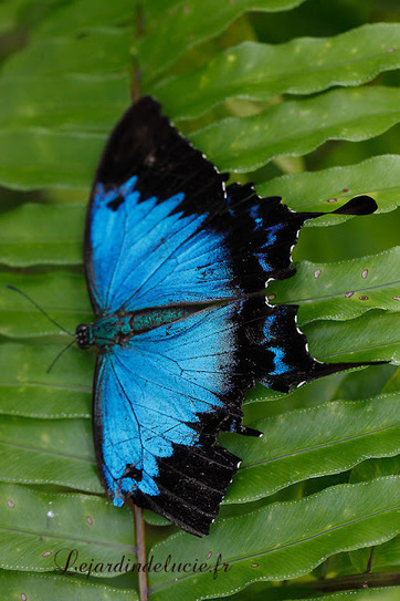 Ulysse, un superbe papillon bleu (Papilio ulysses, Blue Emperor, Mountain Blue) | Variétés entomologiques | Scoop.it