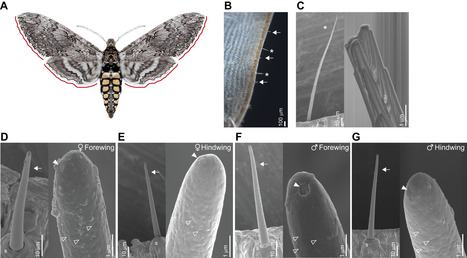 Le papillon de nuit cacherait un sens de l'odorat dans ses ailes pour trouver ses plantes pr&eacute;f&eacute;r&eacute;es | EntomoNews | Scoop.it