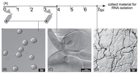 Mol Plant Pathol: Effector identification in the lettuce downy mildew Bremia lactucae by massively parallel transcriptome sequencing | Plant Pathogenomics | Scoop.it