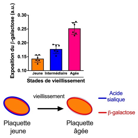Vieillissement des plaquettes : l’exposition du β-galactose comme marqueur de sénescence chez l’homme et la souris | Life Sciences Université Paris-Saclay | Scoop.it