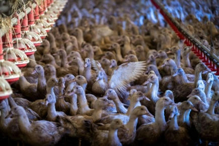 L'Europe fait face à la pire grippe aviaire de son histoire | Toxique, soyons vigilant ! | Scoop.it